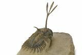 Spiny Trident Walliserops Trilobite - Foum Zguid, Morocco #381609-4